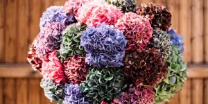 Comment composer un bouquet avec des hortensias séchés ?