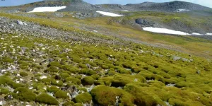 Le verdissement de l'Antarctique s'accélère, les végétaux sont aujourd'hui quatorze fois plus présents qu'il y a 35 ans