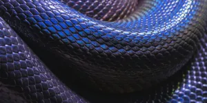 Le serpent de mer de la reconnaissance faciale