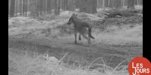 Quand c’est flou, c’est qu’il y a deux loups