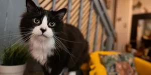 Le Chatperlipopette café a besoin d’aide !