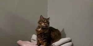 Algorithm Nation | Jacob Weisberg