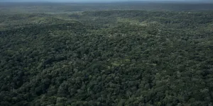 Estelle Ewoulé Lobé, son combat pour sauver les forêts au Congo