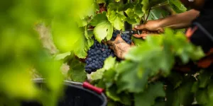 Mal-aimés et pourtant... Ces crus qui méritent tout notre amour