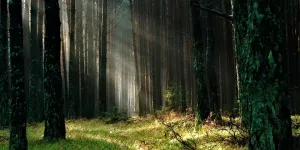 Puits de carbone: le recul des forêts européennes se confirme