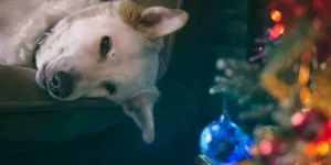 Gâtez votre animal pour les fêtes : Trois idées de calendrier de l’Avent pour animaux pour un Noël festif !