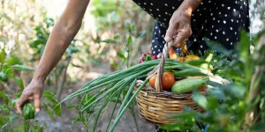 Quels fruits et légumes planter en août pour se régaler cet automne ?