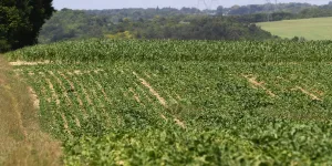 Environnement : comment les chercheurs de l'Inrae mettent au point des techniques pour se passer de néonicotinoïdes dans les champs