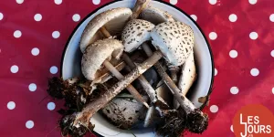 Manger sauvage : « Il y a l’idée de rapprocher l’humain du monde animal »