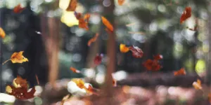 About Us - Commons Strategies Group