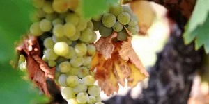 Droits de douane de Trump : 15 % pour les exportateurs de vins et spiritueux… Et combien pour les Français ?