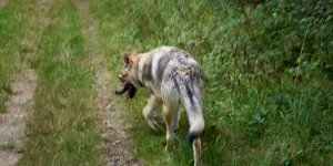 Attaques de loups : dans le Doubs, des agriculteurs attachent un cadavre de génisse à une sous-préfecture