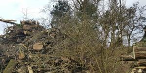 Brumath. ZAC de la Scierie : plus d’arbres abattus que prévu