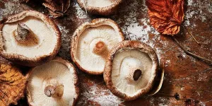 Choix, préparation, cuisson : tout savoir sur les champignons