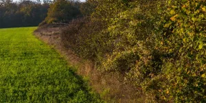 Elle emmerde les agriculteurs mais est un trésor écologique : plantons des haies !