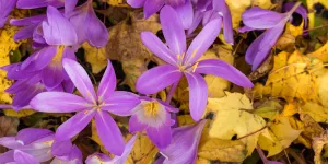 Le top 10 des fleurs colorées de l’automne