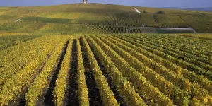 Après les "vendanges de la honte" en Champagne, trois personnes condamnées à de la prison ferme pour traite d'êtres humains