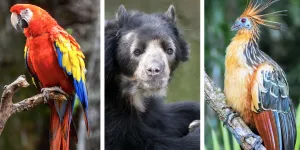 L’Équateur au sommet de la biodiversité (Arte) - Immersion au pays des animaux insolites