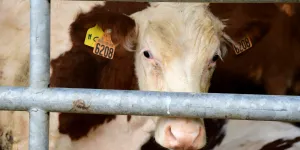 "C’est nous qui tuons, pas la maladie" : entre la DNC et les mesures sanitaires, qui abat le plus de vaches savoyardes ?