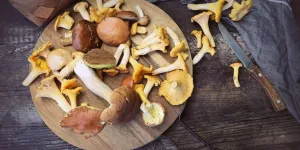 Voici les seuls champignons que l’on peut manger crus