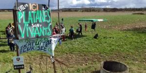 Autoroute A69 : la justice autorise l'abattage d'arbres centenaires sur le tracé