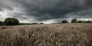 Le gouvernement se dit prêt à aider les céréaliers si les mauvaises récoltes se confirment