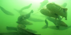 "Un silure vivant rapporte beaucoup plus qu’un silure mort !" : et pourtant, le gouvernement veut le bouter hors de nos rivières