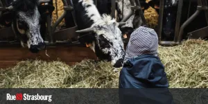 Avec son "salon à la ferme", la Confédération paysanne fait campagne pour les municipales