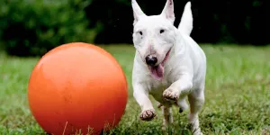 3 sports canins à partager avec votre chien : la chronique de la vétérinaire Laetitia Barlerin