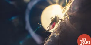 Cohabiter avec le moustique tigre, une question de bon sang