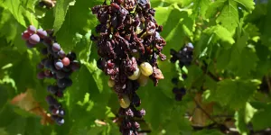 Utiliser des cépages plus résistants, relocaliser… Comment sauver les vignes françaises ?