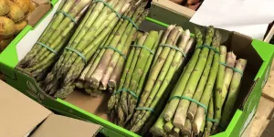 Emplois saisonniers : les asperges d’Alsace ont besoin de bras pour la récolte !