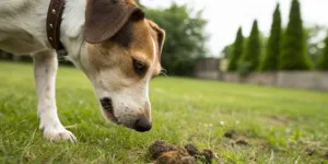 Refuser de parvenir à surproduire des merdes inutiles avec l’IA - Sébastien Charbonnier