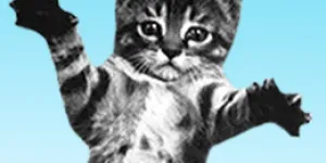 CAT BOUNCE!