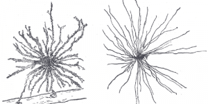 Cellule gliale — Wikipédia