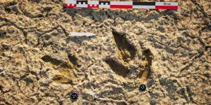 "Des empreintes laissées par des dinosaures carnivores" : la découverte de nouvelles traces expliquée par un paléontologue