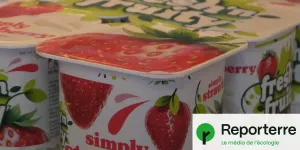 Des pots de yaourt recyclables, mais pas recyclés