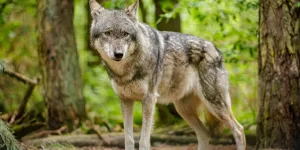 Loup abattu dans la Nièvre : "Il y a un risque que certains finissent par se faire justice eux-mêmes"