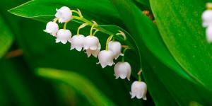 Comment planter et entretenir du muguet ?