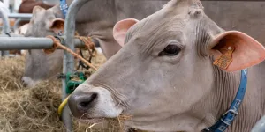 Danger pour la santé, législation : du bœuf aux hormones dans le Brésil du Mercosur, faut-il déjà avoir peur ?