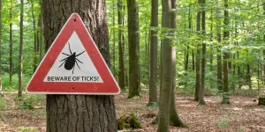 Maladie de Lyme : voici les 10 cachettes préférées des tiques sur votre corps