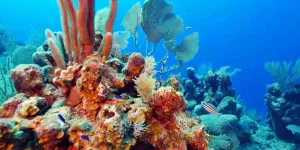 Le Belize : une terre nourricière à préserver (Arte) - Un récif menacé par la pollution et le réchauffement climatique