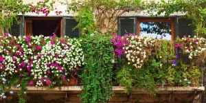 7 plantes grimpantes idéales pour créer un petit coin de verdure sur votre balcon