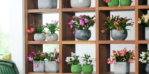 Cactus de Noël : bien entretenir un Shlumbergera