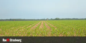 Loin de l'autosuffisance, l'agriculture alsacienne nourrit surtout l'industrie