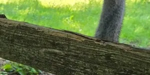 Resistance Isn't Denialism