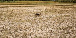 Phénomène El Nino : le monde doit se préparer à des températures records, alerte l’ONU