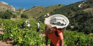 "50 % du vignoble pourrait être arraché" : dans les Pyrénées-Orientales, un secteur en danger