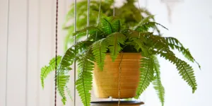 5 plantes d’intérieur qui absorbent l’humidité