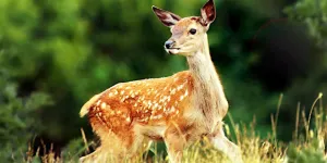 “Bambi, l’histoire d’une vie dans les bois” : une association de défense des animaux veut faire interdire l’avant-première du film